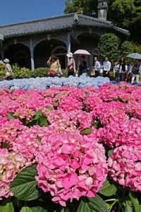 长崎紫阳花节拉开序幕 日本通