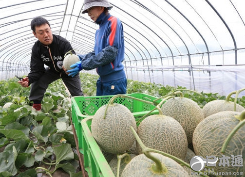 日本北海道夕张蜜瓜迎来收获季节