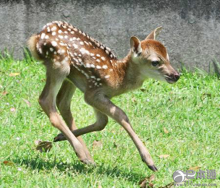 日本奈良公园诞生今年首只鹿宝宝