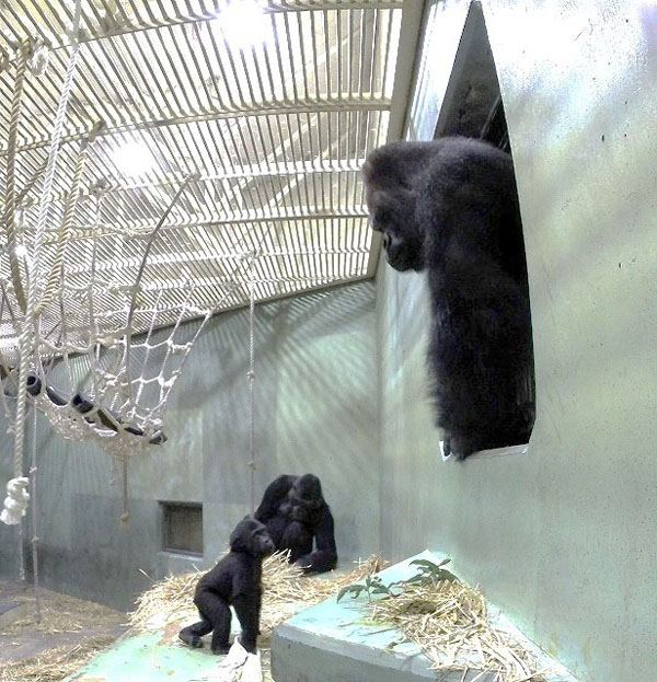 日本“史上最帅的猩猩”走红 网友戏称“比自己都帅”