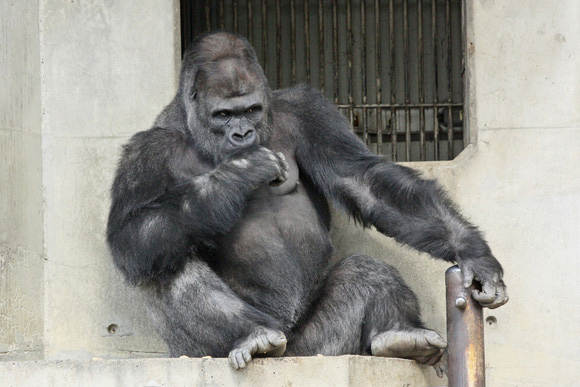 日本“史上最帅的猩猩”走红 网友戏称“比自己都帅”