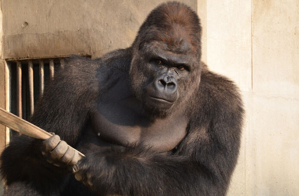 日本“史上最帅的猩猩”走红 网友戏称“比自己都帅”