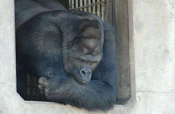 日本“史上最帅的猩猩”走红 网友戏称“比自己都帅”
