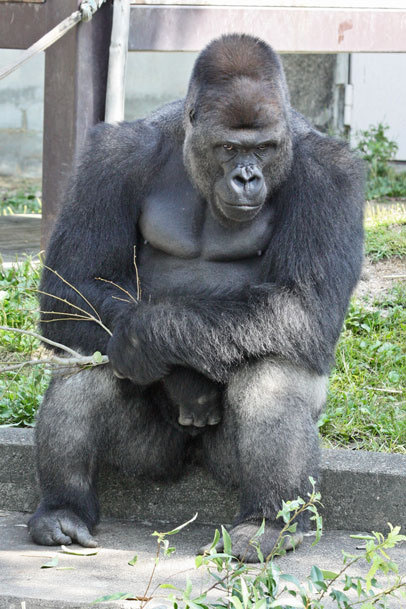 日本“史上最帅的猩猩”走红 网友戏称“比自己都帅”