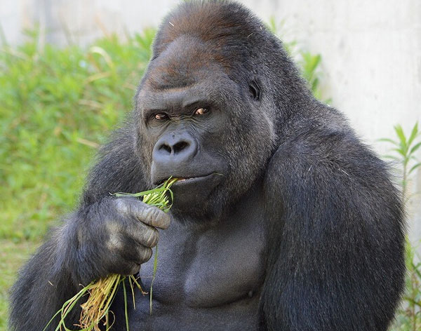 日本“史上最帅的猩猩”走红 网友戏称“比自己都帅”