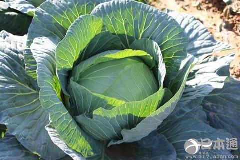 日本近期雨水不足 蔬菜价格持续上涨