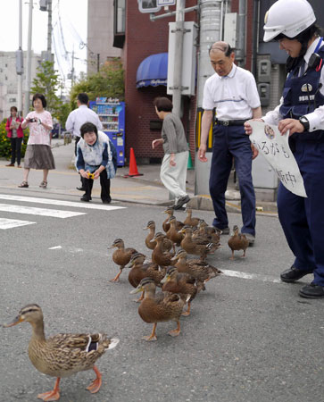 京都市野鸭例行搬家 受警察和市民护送