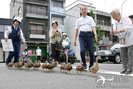 京都市野鸭例行搬家 受警察和市民护送