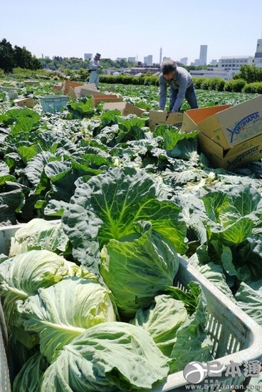 日本政府预计6月蔬菜价格持续高涨