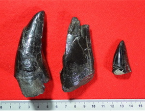 日本国内首次发现大型恐龙牙齿化石