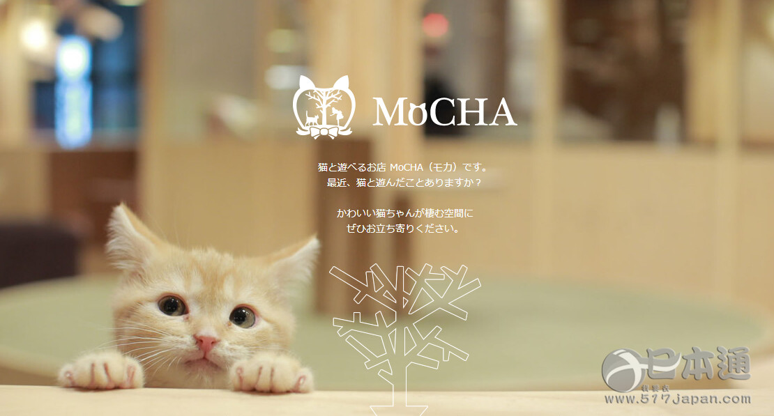 涩谷超时尚猫咖啡店MoCHA！奢华空间超乎想象