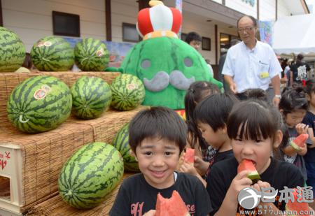 富山县特产巨型西瓜迎来收获高峰