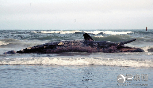 丰桥市海边发现体长10米的鲸鱼尸骸