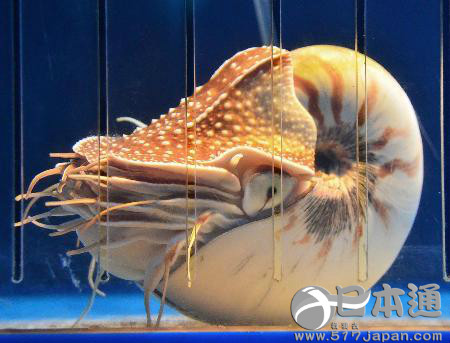 日本饲养“最长寿”鹦鹉螺死亡 死因不明