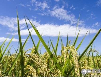 日本粮食自给率连续五年维持在39%