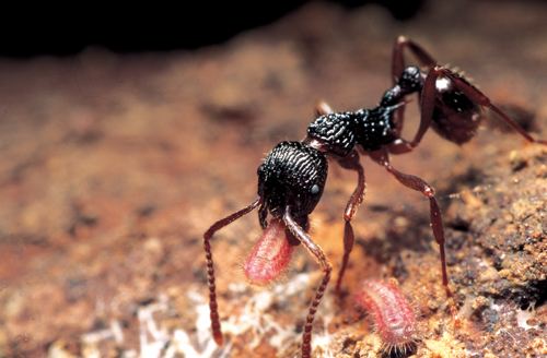 日本科普：蚂蚁为何给蝴蝶幼虫当“护卫”?