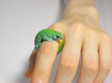 日本艺术家手工制作栩栩如生传神动物戒指