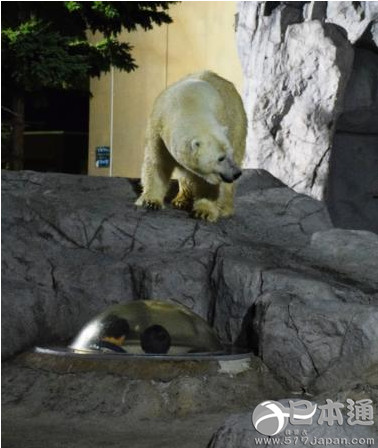 北海道旭山动物园开始实行“夜间动物园”