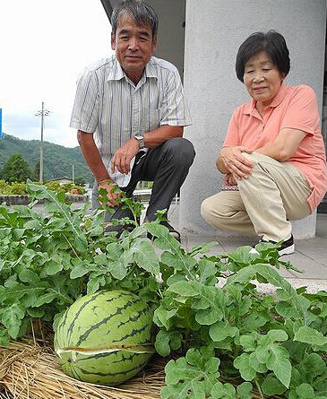 日本出现“坚强瓜” 一年前的西瓜种子在地缝里发芽结果