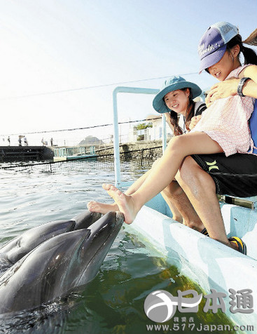 日本水族馆海豚提供足底按摩 每次500日元