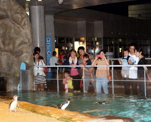 长崎企鹅水族馆延时营业举办夏日特别活动