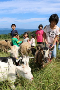 长崎平户举行牧羊体验活动 实现观光资源再利用