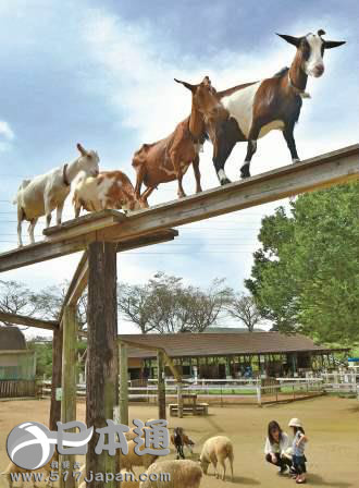 日本一牧场山羊&ldquo;空中散步&rdquo; 吸引大批游客