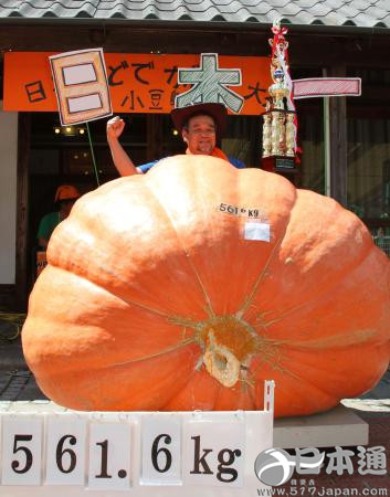 日本南瓜大赛冠军南瓜重达561公斤