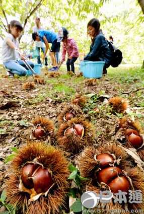 神奈川县观光农园迎板栗收获旺季