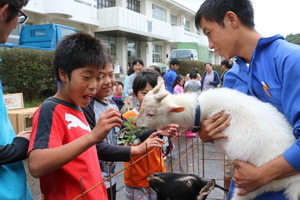 第一次亲密接触  长崎大岛小学生喜迎动物朋友