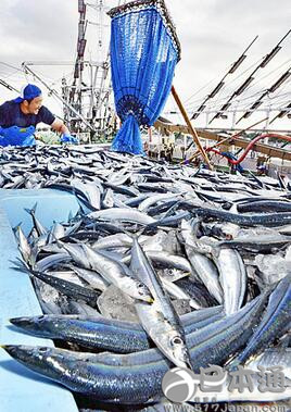 日本今年秋刀鱼捕获量少致价格偏高