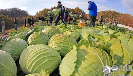 北海道巨型卷心菜“札幌大球”迎来丰收