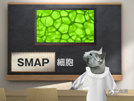 电视直播宫根诚司误说“SMAP细胞”引调侃