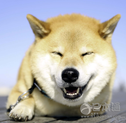 萌犬maru代言三重县  日本首位汪星人观光大使诞生