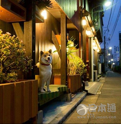 萌犬maru代言三重县  日本首位汪星人观光大使诞生