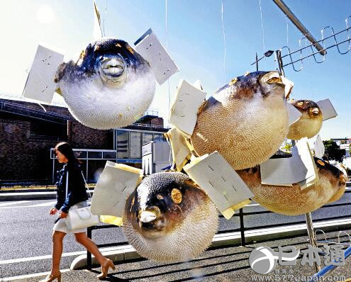 日本山口县开始制作传统工艺品“河豚提灯”