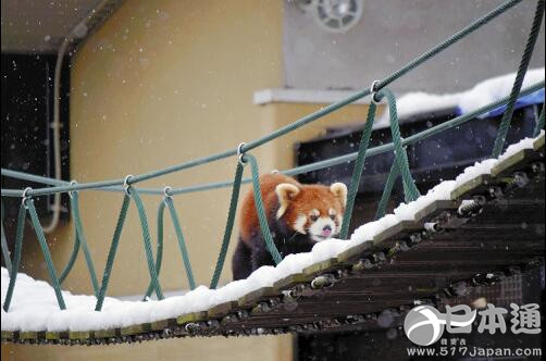 日本北海道旭山动物园开始冬季营业