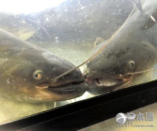 日本计划明年批量推出“鳗鱼味的鲶鱼”