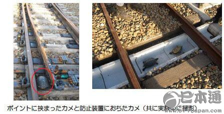 日本开发新技术防止乌龟引发列车输送故障