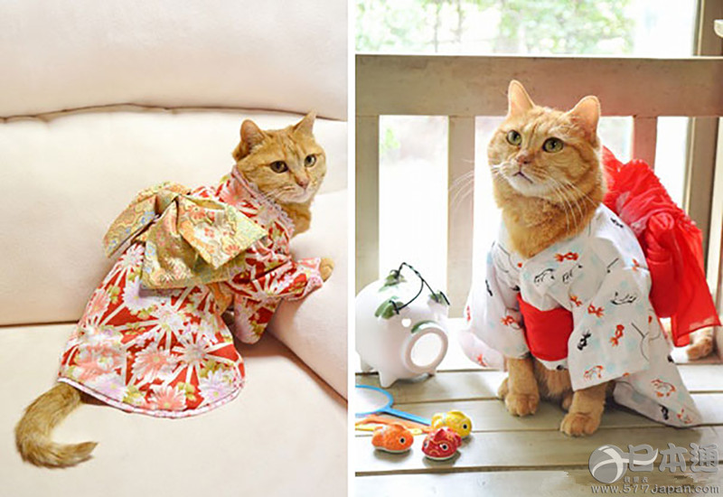 【萌物志】不忍下口啊喵~日本猫咪甜点可爱爆！