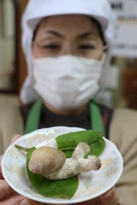 长崎菌菇工厂发现“蜗牛”香菇