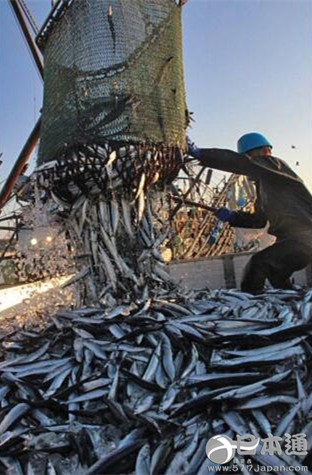 日本今年秋刀鱼捕获量仅约为去年一半
