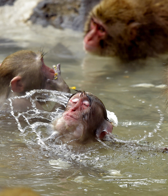 日本福冈动物园的猴子冬至泡柚子澡