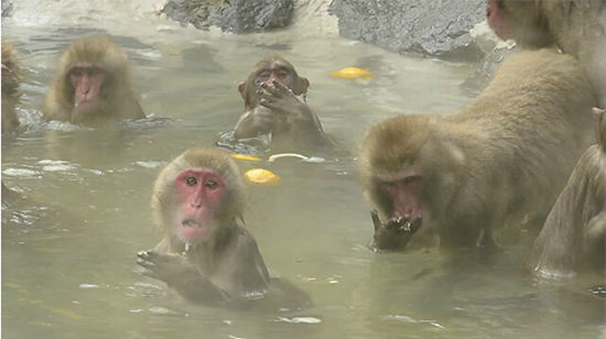 日本福冈动物园的猴子冬至泡柚子澡