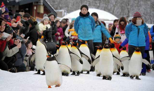 日本旭山动物园开始“企鹅漫步” 因气温过高更改路程