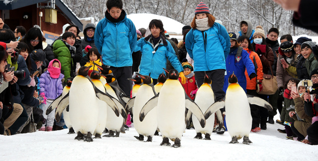 日本旭山动物园开始“企鹅漫步” 因气温过高更改路程
