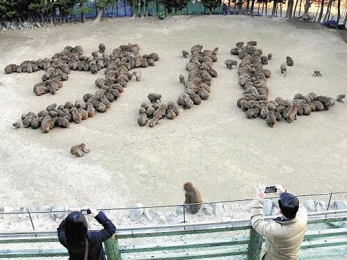 日本动物园庆新年 200只猴子拼出“猴”字