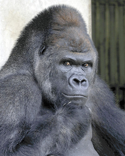 名古屋启用“史上最帅猩猩”做代言 呼吁报考公务员