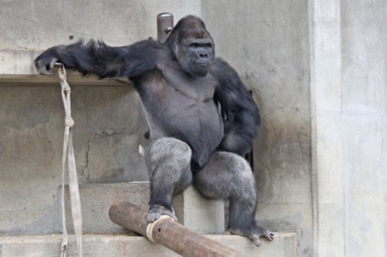 名古屋启用“史上最帅猩猩”做代言 呼吁报考公务员
