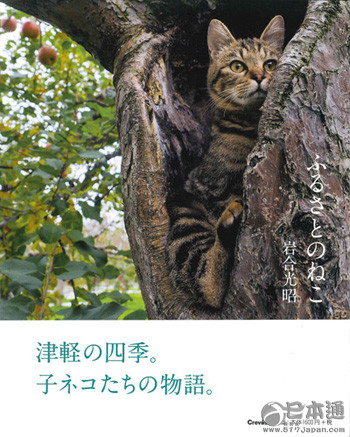 他拍遍了全日本的猫——岩合光昭眼中猫的世界